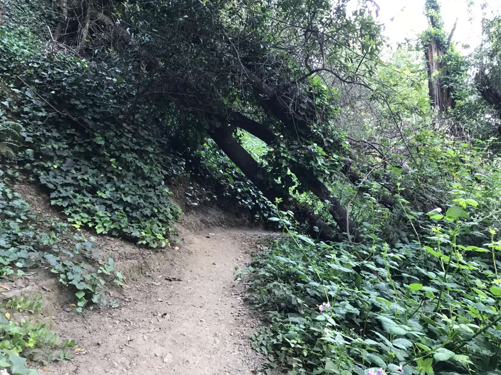 A large tree and branches have fallen across a well-worn path in the woods. The sides of the path are steep and covered in vines.